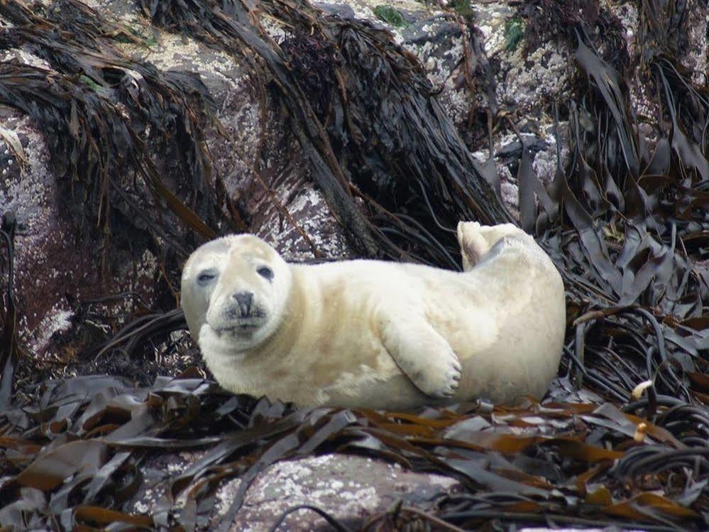 Farne Island Bed&Breakfast Seahouses Eksteriør billede
