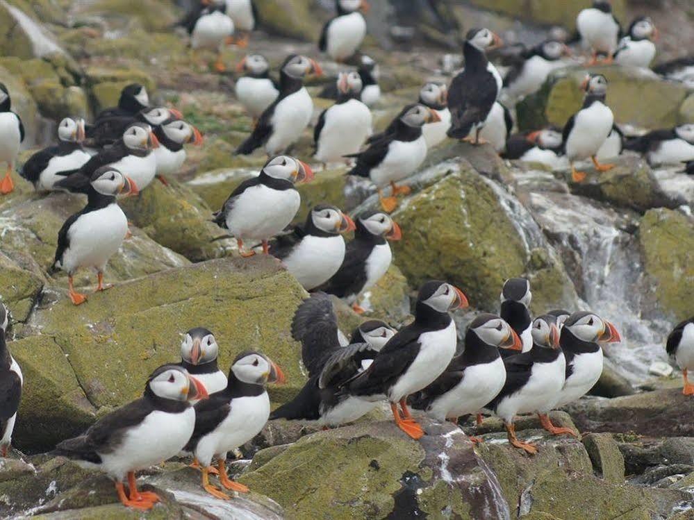 Farne Island Bed&Breakfast Seahouses Eksteriør billede