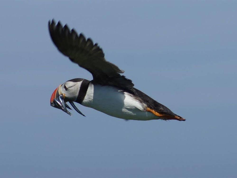 Farne Island Bed&Breakfast Seahouses Eksteriør billede